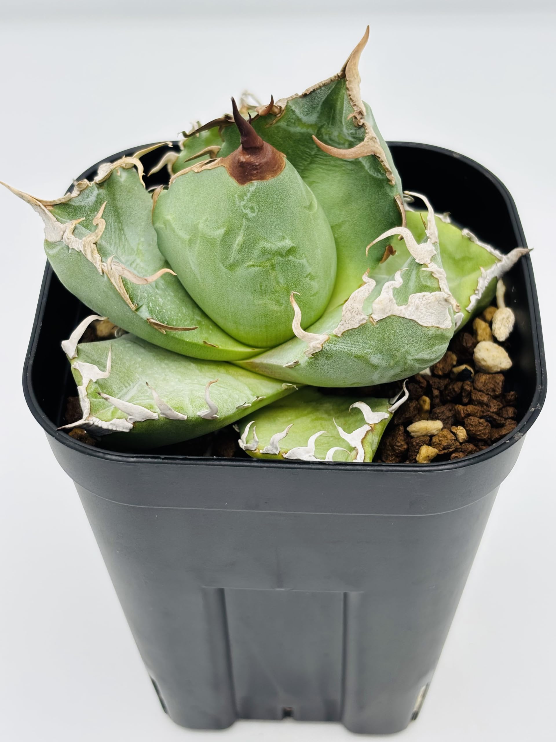 Amazon｜アガベ チタノタ 魔丸(ママル) / Agave titanota 'Mamaru